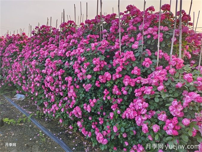 月季避免肥害小窍门和肥害之后的急救方法(图2) 月季避免肥害小窍门和肥害之后的急救方法(图2)