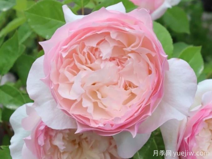 乐咲月季/琉璃/笑声(图2)