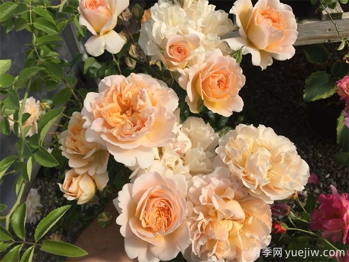 梅丽莎情人月季/梅丽莎达令(图3) 梅丽莎情人月季/梅丽莎达令(图3)