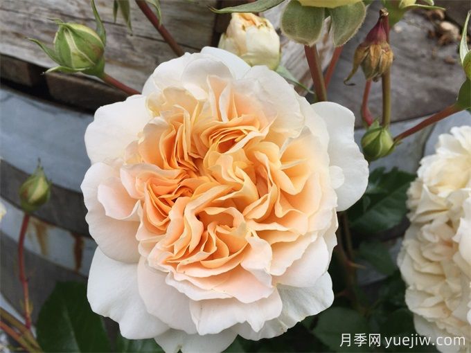 梅丽莎情人月季/梅丽莎达令(图2) 梅丽莎情人月季/梅丽莎达令(图2)