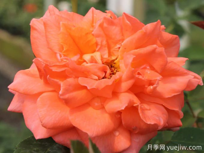 明亮火焰月季/光明之火(图2) 明亮火焰月季/光明之火(图2)