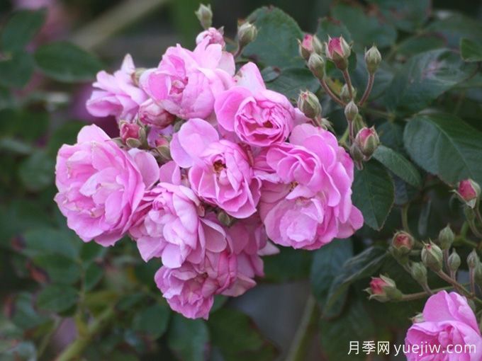 纳塔尔荆棘蔷薇(图1) 纳塔尔荆棘蔷薇(图1)