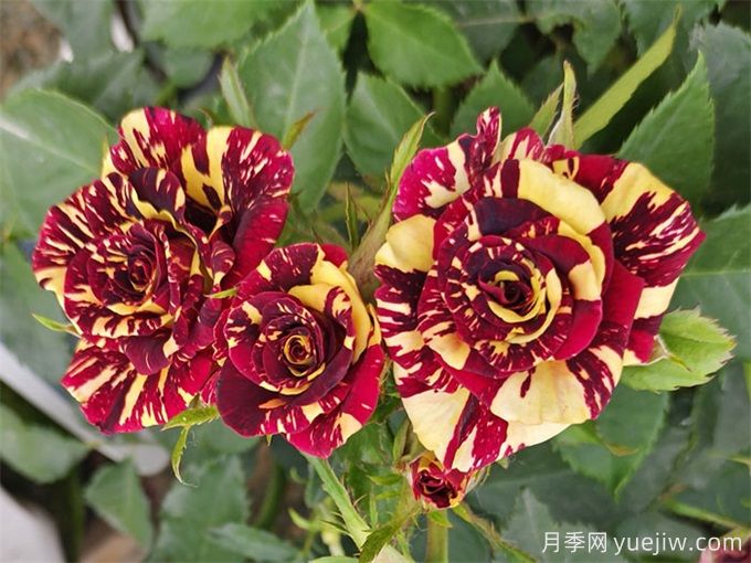 月季红蜘蛛防治,简单易懂的办法(图2) 月季红蜘蛛防治,简单易懂的办法(图2)