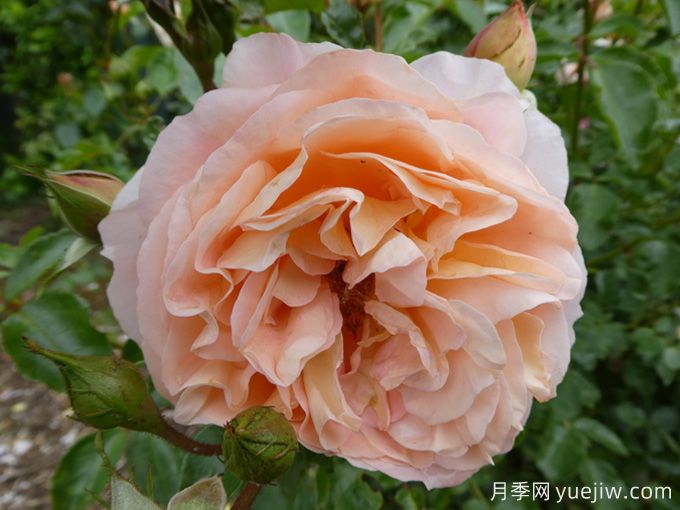 切尔维亚月季/午后喜悦/桑格豪森禧年(图2) 切尔维亚月季/午后喜悦/桑格豪森禧年(图2)