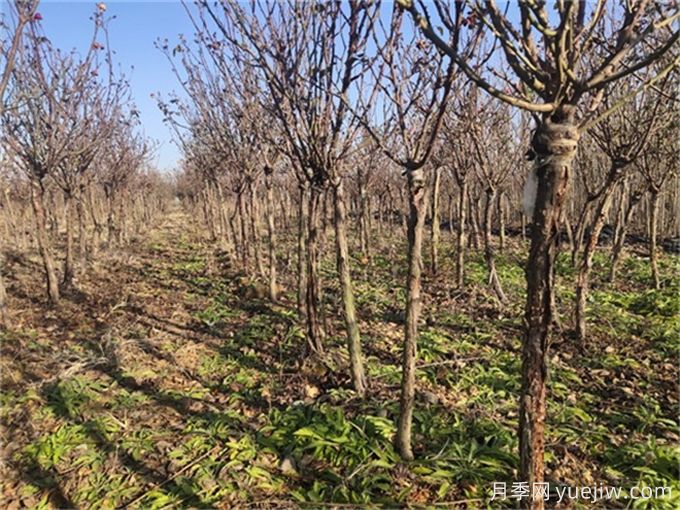冬季月季养护办法,修剪换盆清园施肥(图3) 冬季月季养护办法,修剪换盆清园施肥(图3)