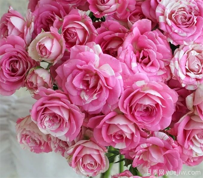 蓬蓬裙礼花月季介绍(图1)