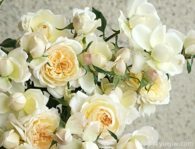 依然爱你月季介绍(图1) 依然爱你月季介绍(图1)