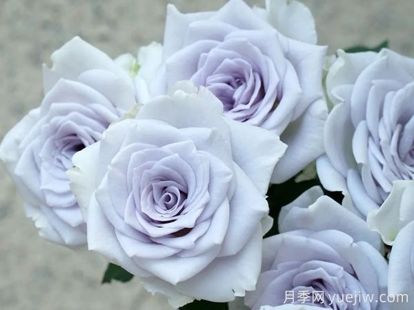 蓝色引力月季介绍(图1) 蓝色引力月季介绍(图1)