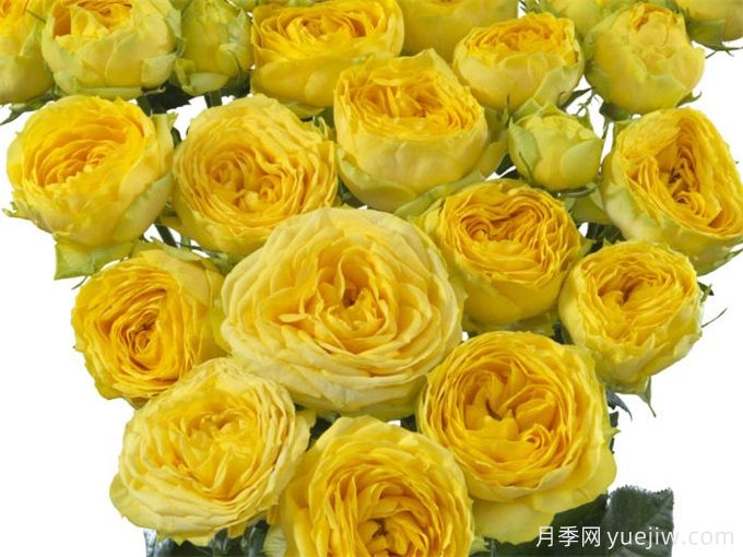 奇迹女神月季介绍(图1) 奇迹女神月季介绍(图1)