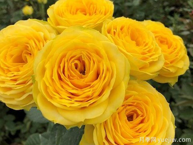 奇迹女神月季介绍(图2) 奇迹女神月季介绍(图2)