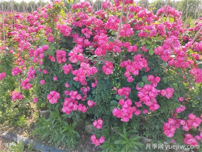 种月季光靠有机肥就能长得好吗?(图1) 种月季光靠有机肥就能长得好吗?(图1)