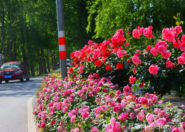 宜昌市董市镇，月季绽放月季小镇(图1)