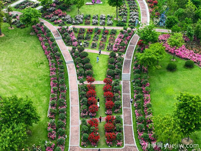 月季园：宁波植物园月季园(图2)