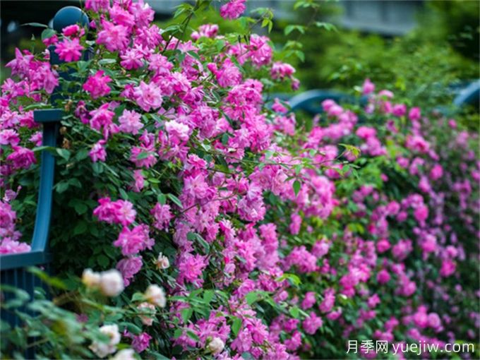 月季园：宁波植物园月季园(图4)