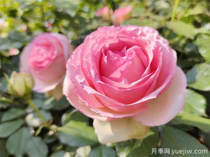 月季养护特辑：月季病虫害，这一篇全总结(图1)