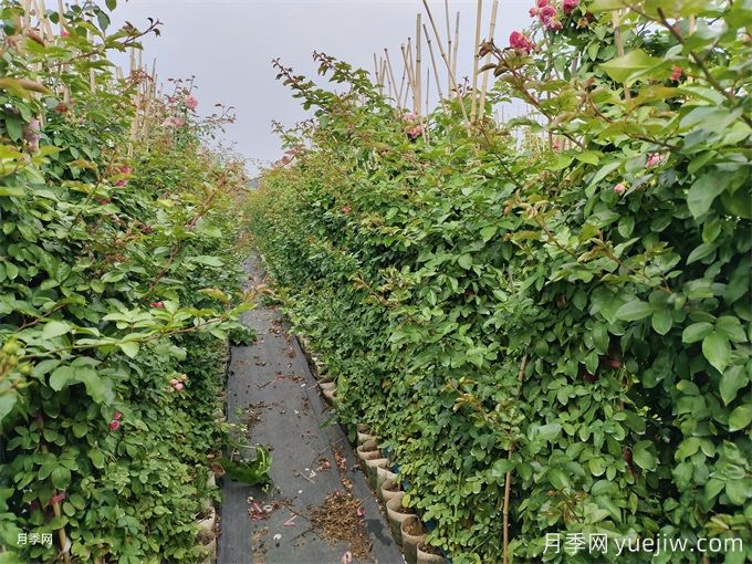 1.5米高胭脂扣爬藤月季多分支爆花高藤本(图3) 1.5米高胭脂扣爬藤月季多分支爆花高藤本(图3)
