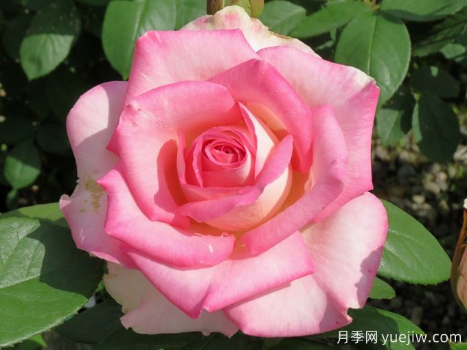 陷入爱情月季/坠入爱河(图3)