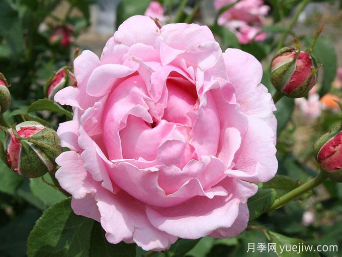 纪念日月季/自由香水/天堂香水/阵亡将士纪念日(图1) 纪念日月季/自由香水/天堂香水/阵亡将士纪念日(图1)