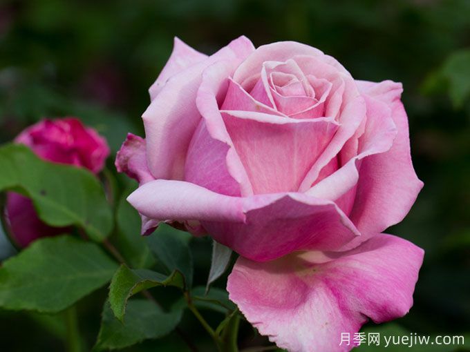 纪念日月季/自由香水/天堂香水/阵亡将士纪念日(图3) 纪念日月季/自由香水/天堂香水/阵亡将士纪念日(图3)