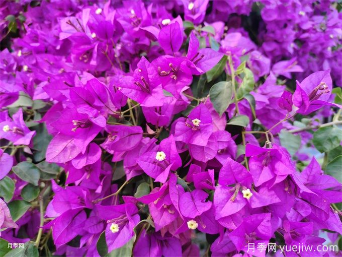 三角梅翻盆多久可见阳光？(图1)