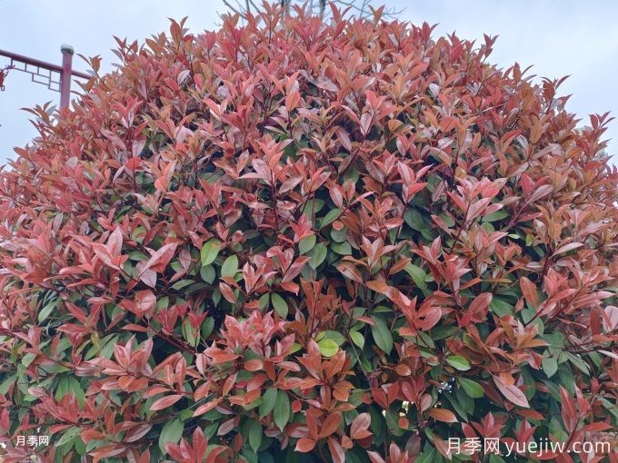 15种园林常见彩叶植物(图2)