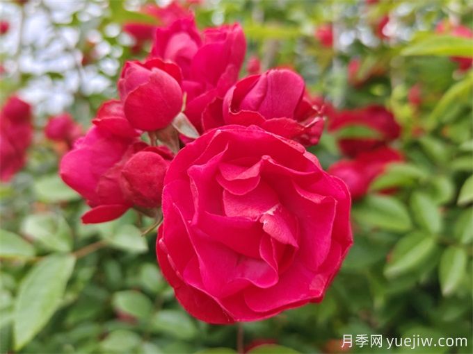 院子再小,也要养上红木香月季!开花量大,开成花海!(图2) 院子再小,也要养上红木香月季!开花量大,开成花海!(图2)