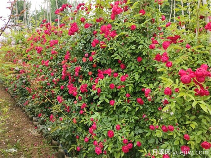 院子再小,也要养上红木香月季!开花量大,开成花海!(图3) 院子再小,也要养上红木香月季!开花量大,开成花海!(图3)