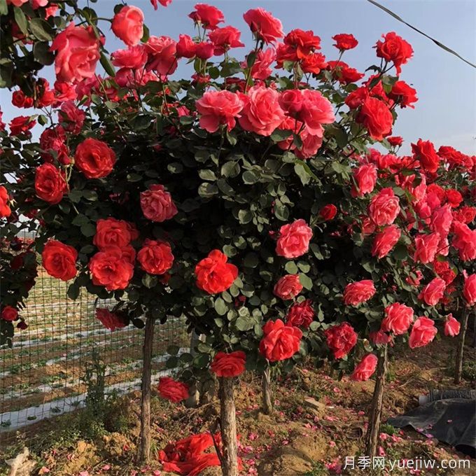 月季苗圃的三大出路：特色化、多样化、精品化月季(图1)