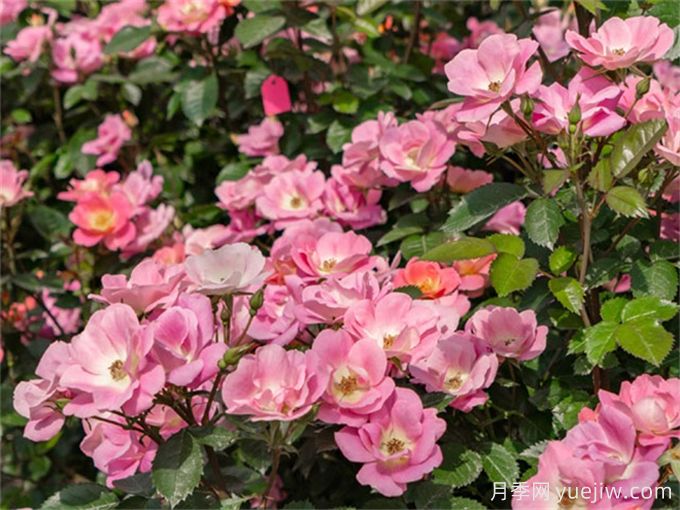 谁的梦中情花?耐晒耐雨淋!这些品种你有了吗?(图1) 梦中情花?耐晒耐雨淋!5个天狼月季品种推荐(图1)