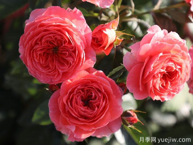谁的梦中情花?耐晒耐雨淋!这些品种你有了吗?(图2) 梦中情花?耐晒耐雨淋!5个天狼月季品种推荐(图2)