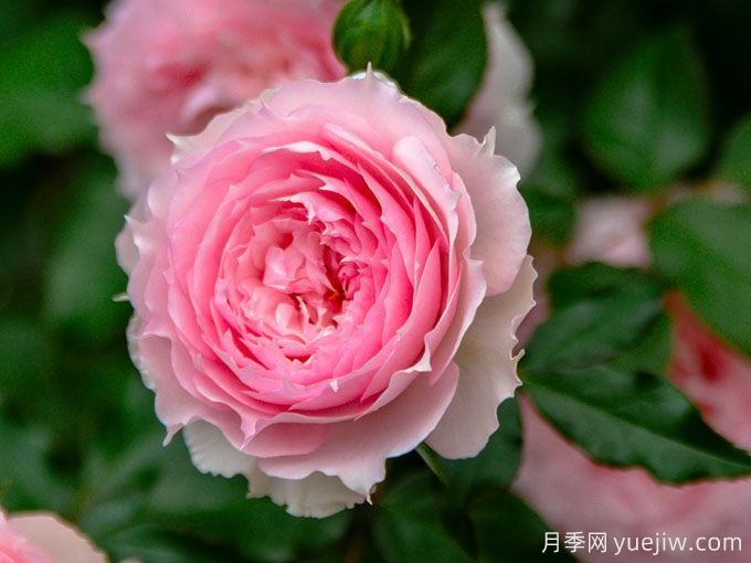 梦中情花?耐晒耐雨淋!5个天狼月季品种推荐(图3) 梦中情花?耐晒耐雨淋!5个天狼月季品种推荐(图3)