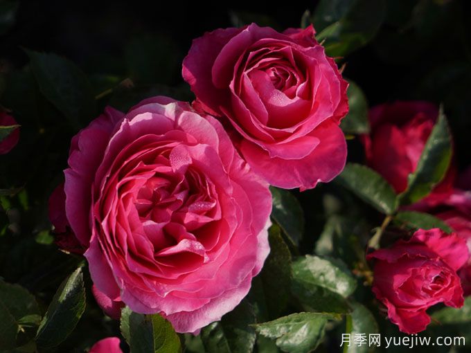 梦中情花?耐晒耐雨淋!5个天狼月季品种推荐(图4) 梦中情花?耐晒耐雨淋!5个天狼月季品种推荐(图4)