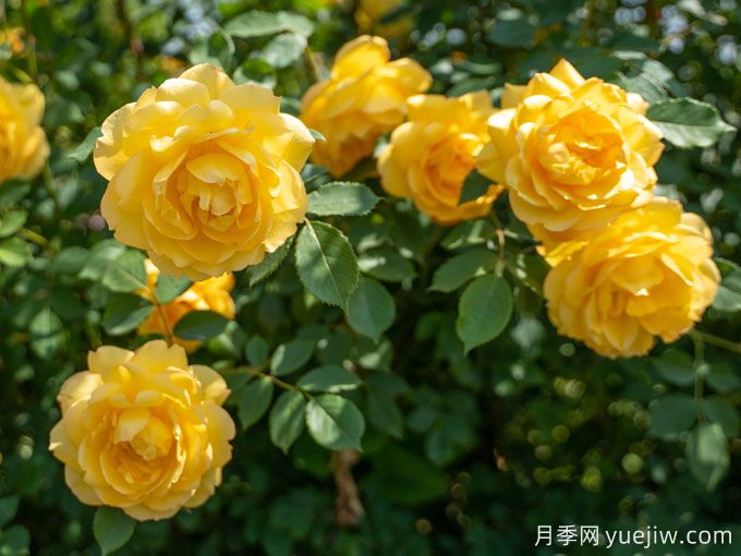 梦中情花?耐晒耐雨淋!5个天狼月季品种推荐(图5) 梦中情花?耐晒耐雨淋!5个天狼月季品种推荐(图5)