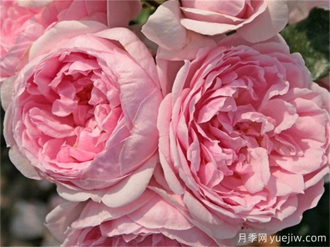 仙度瑞拉月季的介绍(图1) 仙度瑞拉月季的介绍(图1)