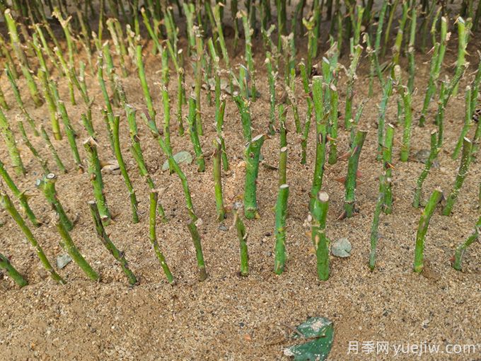 学会2招,月季花扦插没那么难(图1) 学会2招,月季花扦插没那么难(图1)