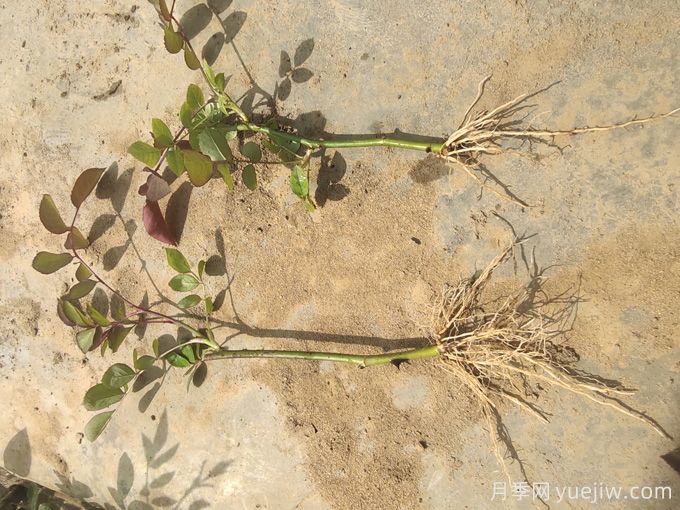 学会2招,月季花扦插没那么难(图2) 学会2招,月季花扦插没那么难(图2)