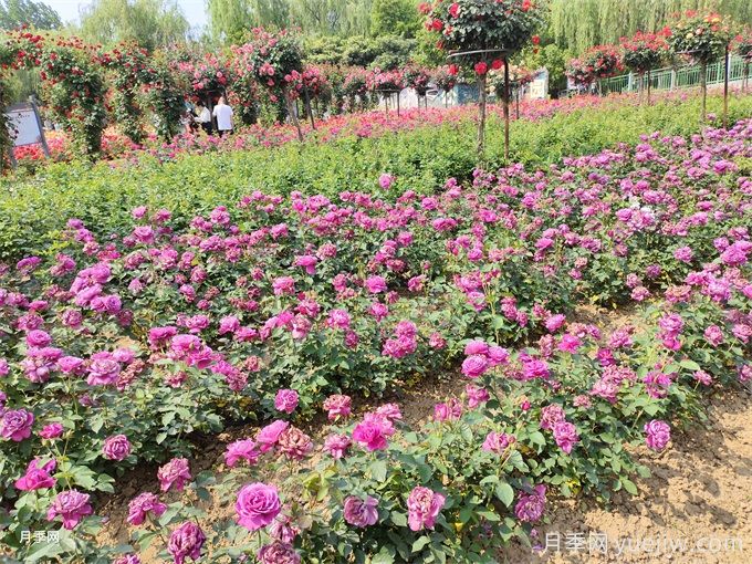 种植和管理地栽月季需要注意些什么？(图2)