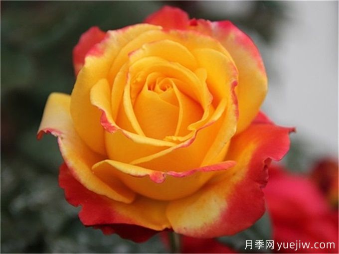 种植大花月季需要注意什么细节?(图1) 种植大花月季需要注意什么细节?(图1)