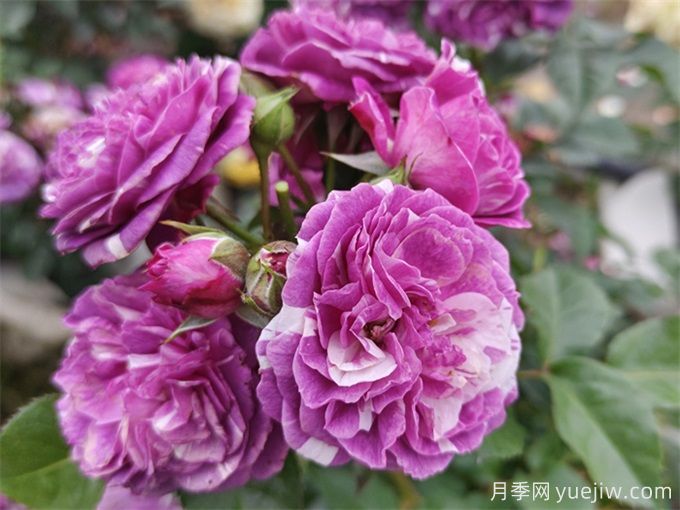 栽植养护月季需要注意什么?(图1) 栽植养护月季需要注意什么?(图1)