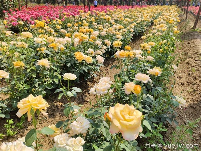 地栽月季需要如何养殖？(图1)