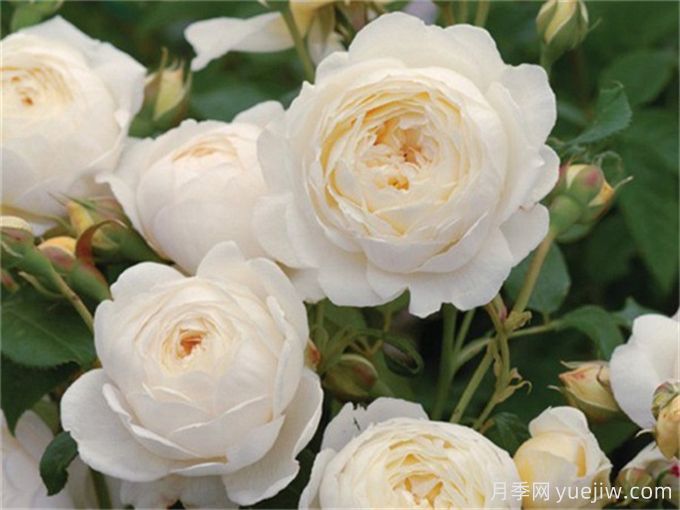 英国大卫奥斯汀月季为什么那么火?(图2) 英国大卫奥斯汀月季为什么那么火?(图2)