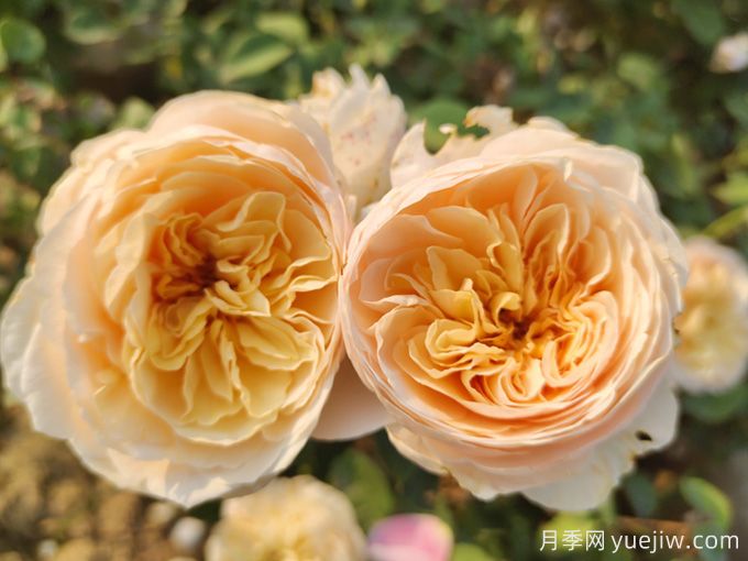 英国大卫奥斯汀月季为什么那么火?(图1) 英国大卫奥斯汀月季为什么那么火?(图1)