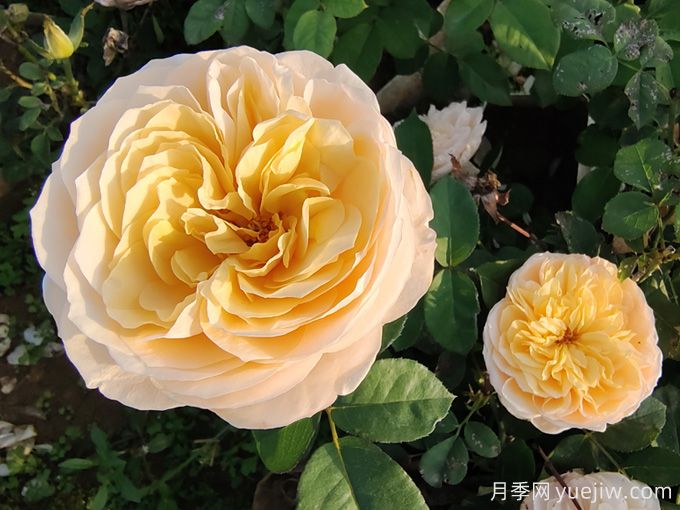 夏天10大美花,必须得有月季花(图1) 夏天10大美花,必须得有月季花(图1)