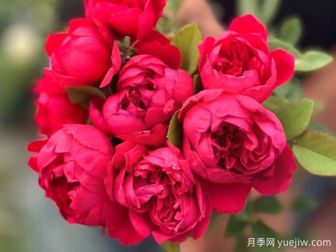 江东十六屯月季(图1) 江东十六屯月季(图1)