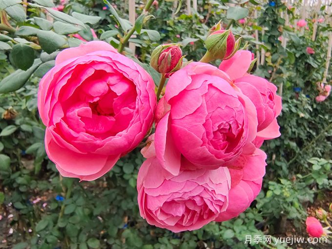月季是每个月都开花吗？怎样让月季每个月都开花？(图1)