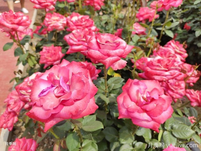 立秋后的月季养护，这5点要注意！(图1)