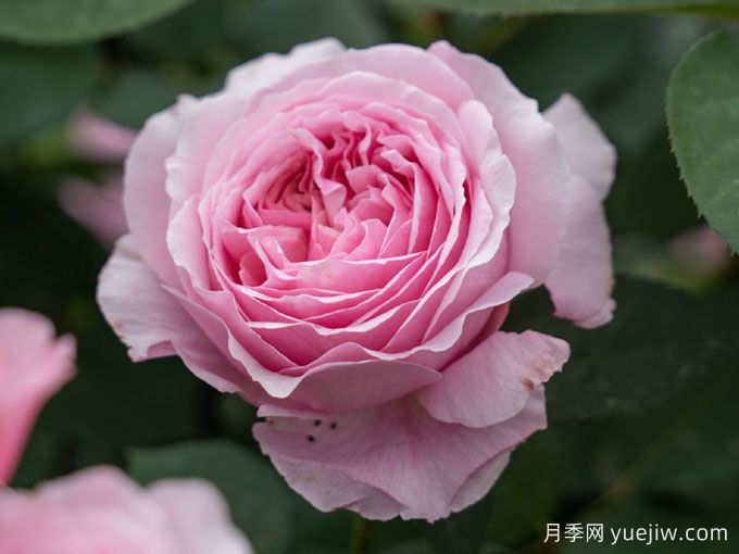 玫瑰与月季，rose中的典雅华丽(图1)