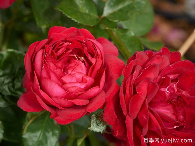 玫瑰与月季，rose中的典雅华丽(图2)