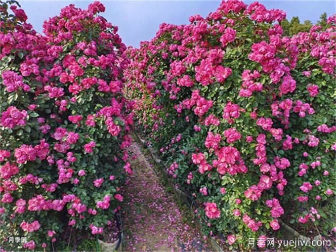 如何打造一面月季花墙?(图3) 如何打造一面月季花墙?(图3)