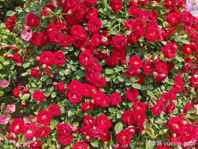 如何打造一面月季花墙?(图1) 如何打造一面月季花墙?(图1)